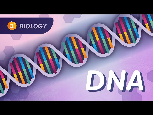 Our Instruction Manual for Existing: DNA Structure & Replication: Crash Course Biology #33