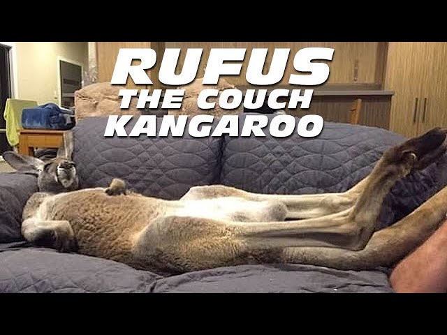 Rufus The Couch Kangaroo Loves Sleeping on the Couch