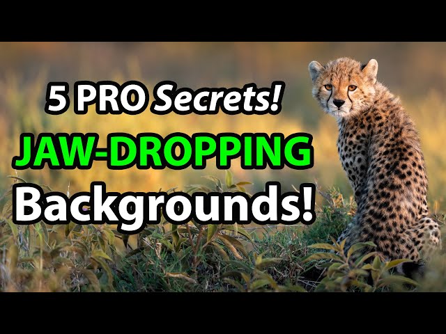 5 Sneaky Secrets To Jaw-Dropping Wildlife Photography Backgrounds