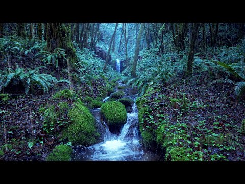 Stream & Creek Sounds for Sleeping, Relaxation, or Studying
