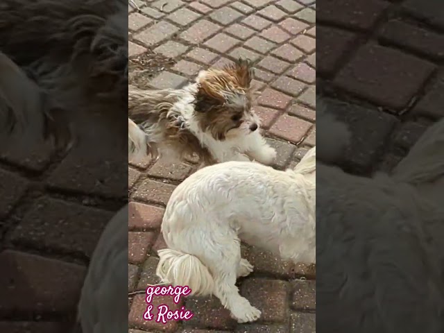 George & Rosie #shihpoo #shihtzu #poodle #cockapoo #bichon #dog