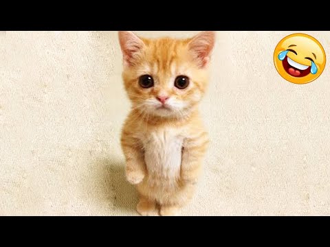 🤣Best Funny Animal Videos Of The 2022 🤣