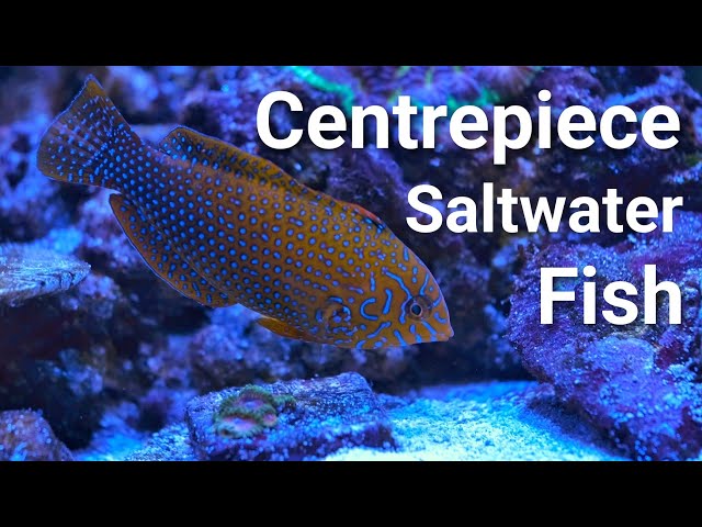 17 Centrepiece Saltwater Fish For EVERY Size Tank!