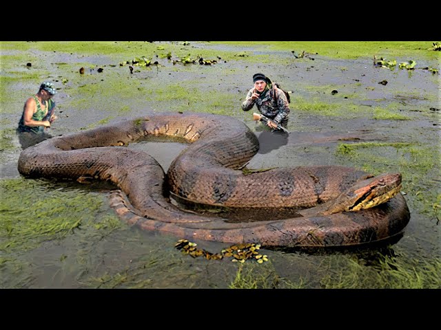 10 Biggest Snakes Ever Captured !