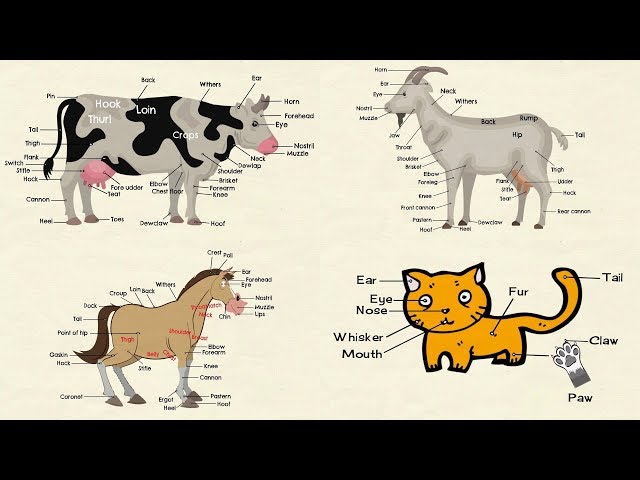 Parts of a Cat | Goat Body Parts | Parts of a Cow | Parts of a Horse