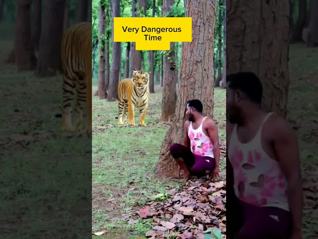 you can not imagine what happened!!  #amazing #tiger #human #wild #shorts #intersting #science