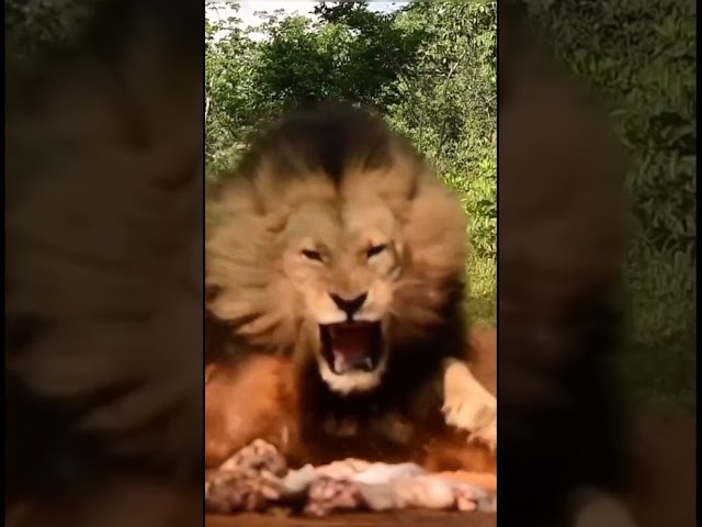 Lion King🦁