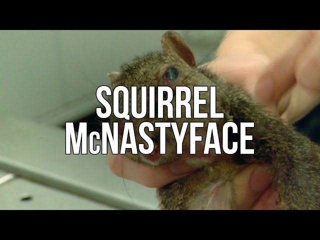 Squirrel McNastyface