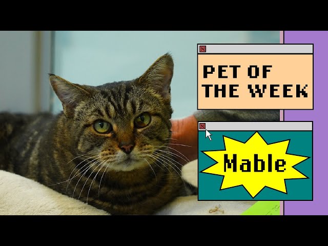 Pet of the Week - Mable