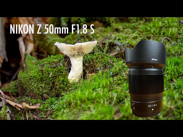Amazing Nikon Z 50mm 1.8 S | My First Impressions!