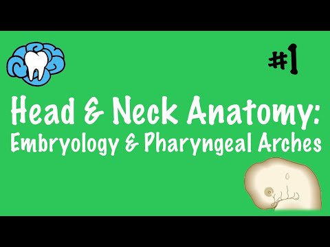 Head & Neck Anatomy (INBDE, ADAT)