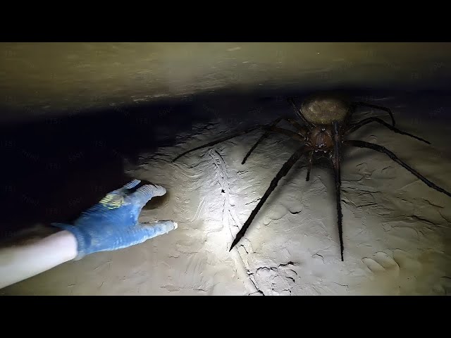 If You're Scared Of Spiders Don't Watch This Video