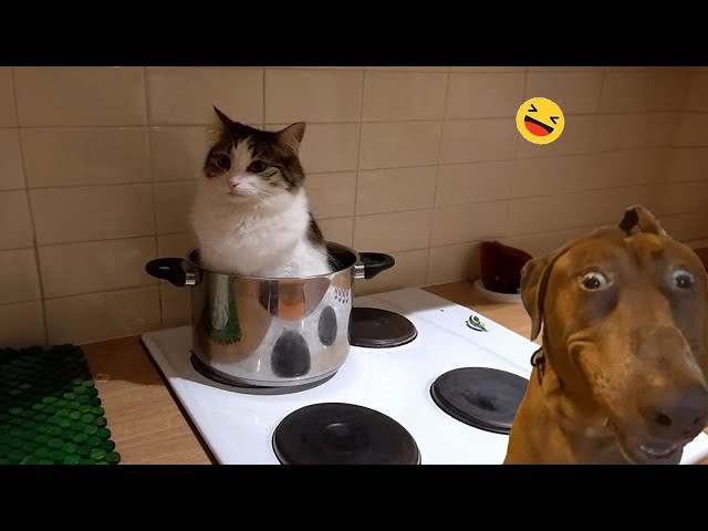 Funniest Dogs And Cats Videos 😅 - World Best Funny Animal Videos #1
