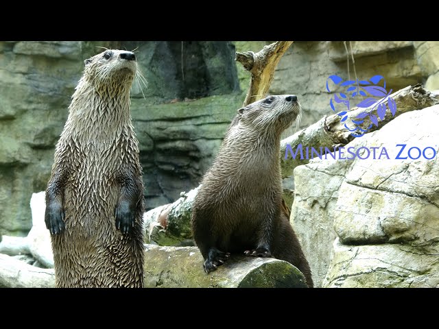 Minnesota Zoo Tour & Review with The Legend