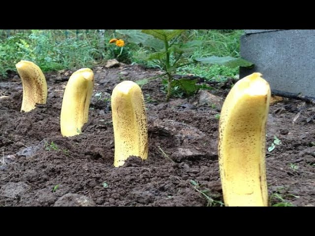 Plant Bananas in Your Garden, Here's What Happens