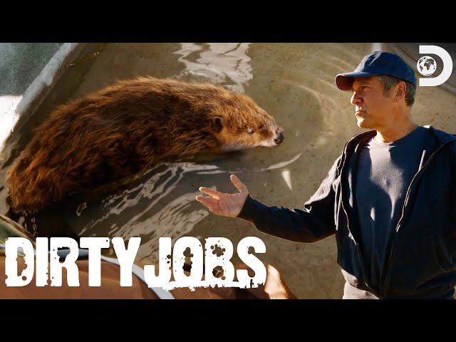Mike Rowe Relocates Beavers! | Dirty Jobs