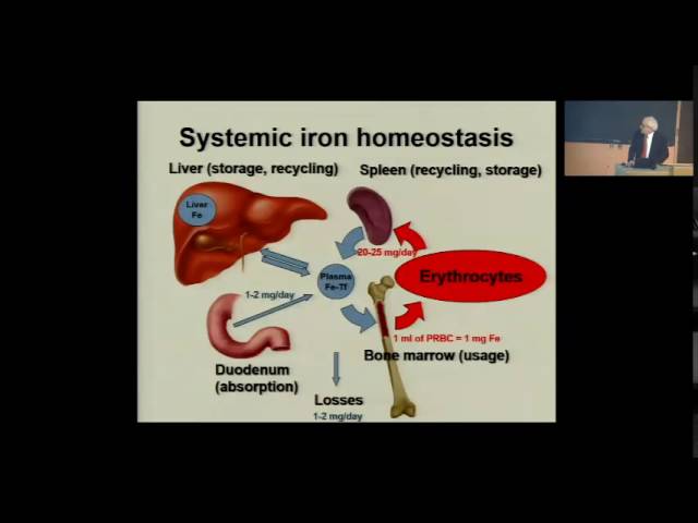 Iron homeostasis and its disorders: from iron-deficiency anemia to hereditary hemochromatosis