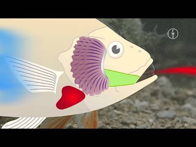 FWU - Einheimische Süßwasserfische - Trailer