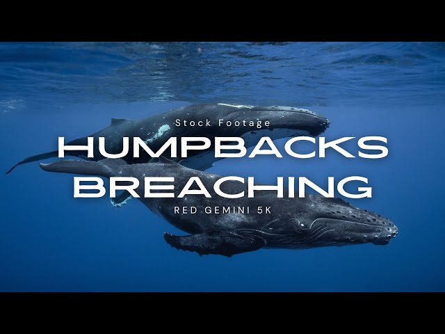 Humpback Breach (Underwater)