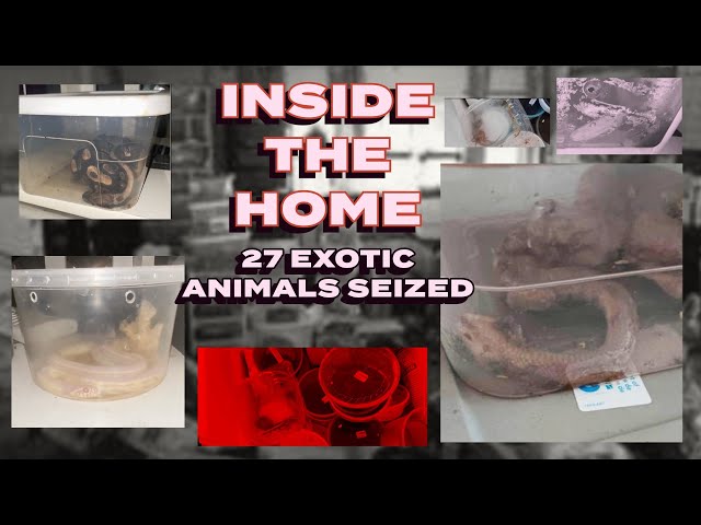 27 exotic animals & 10 dead snakes seized from Michigan home – WILL HE BE CHARGED?