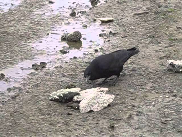 Crow searching for a nut I'd hidden and then making very cool woo sound