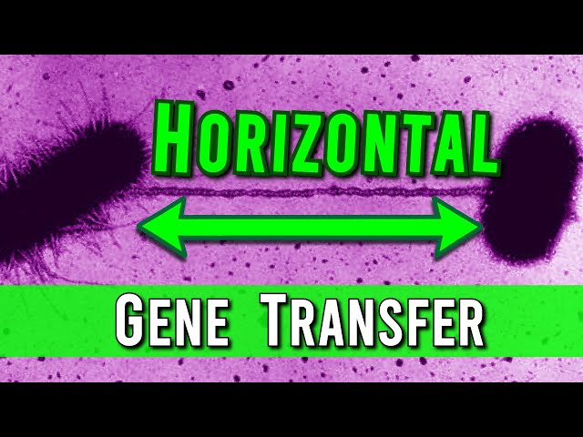 What is Horizontal Gene Transfer?