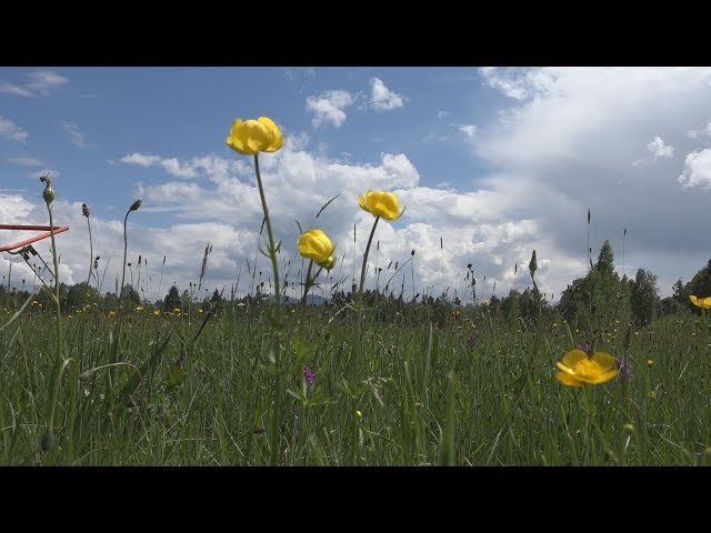 Blumenwiese im Voralpenland