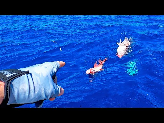 The fish just got bigger & BIGGER! Exploring new waters! (catch and clean)