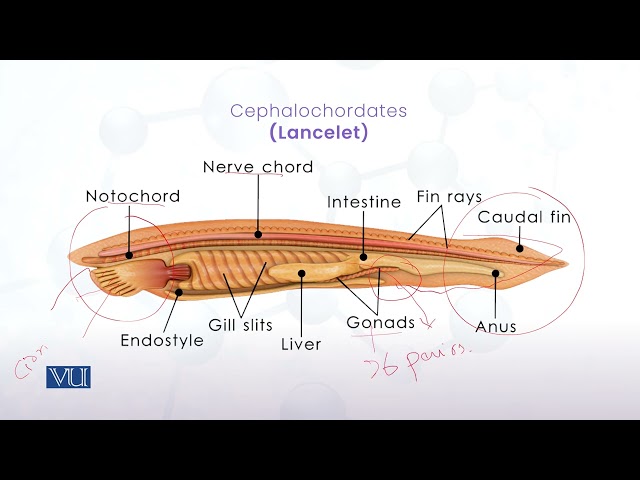 Study of Cephalochordates | Animal Diversity: Chordates (Practical) | ZOO513P_Topic003