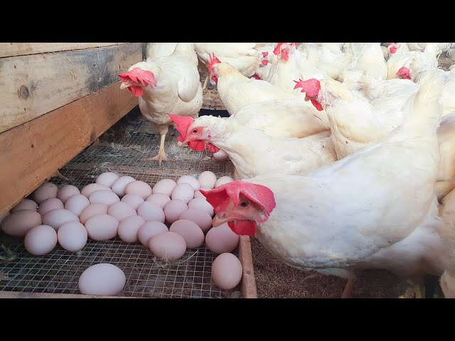 WOW ! Fully Building Poultry Farm, Chicken Egg Harvesting