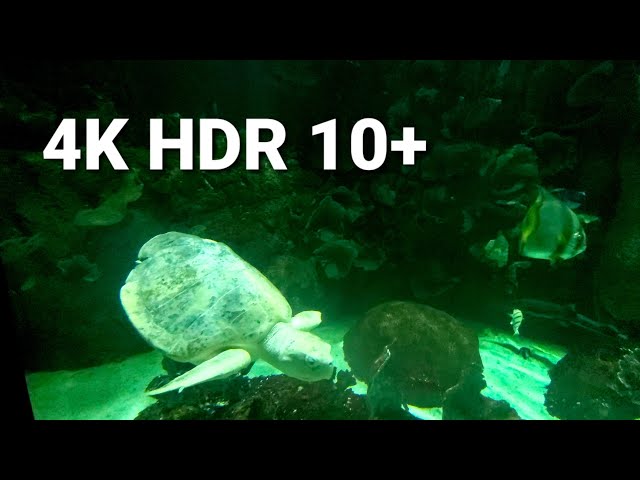 Very Nice Aquarium in 4K HDR10 PLUS