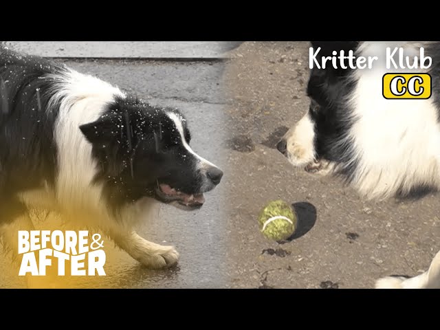 Weather Can't Stop This Dog From Playing With Ball I Before & After Ep 103