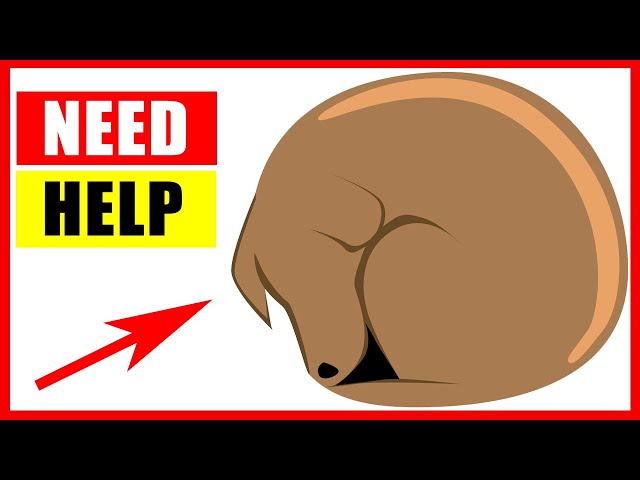 14 Critical Signs Your Dog Is Begging For Help