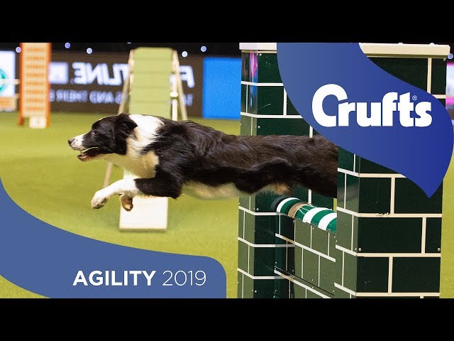 Agility - Championship Final | ​Crufts 2019