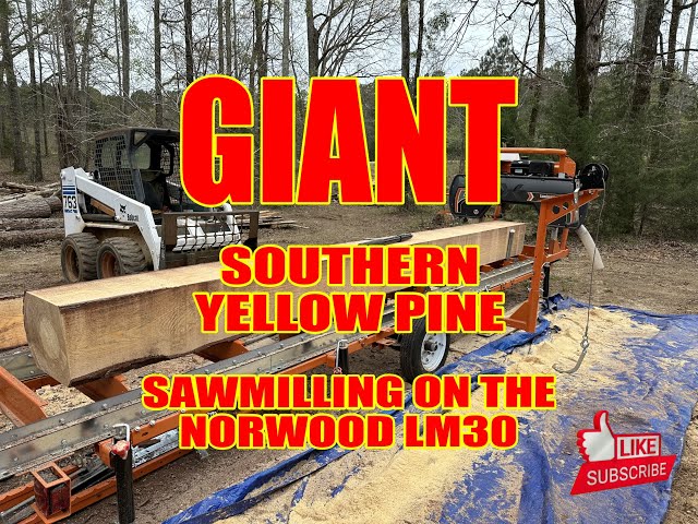 Beautiful Huge Southern Yellow Pine Sawmilling on the Norwood LM30 Portable Sawmill