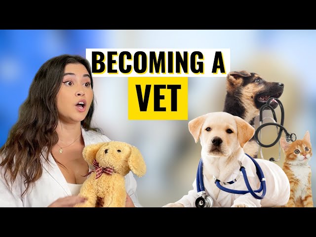 How To Become a Vet | Career Path Guide