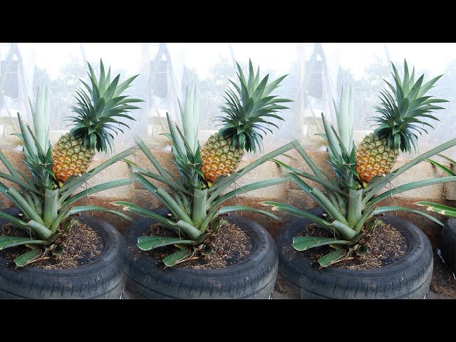 Amazing Idea | I didn't expect it to be so easy to grow pineapple on the terrace