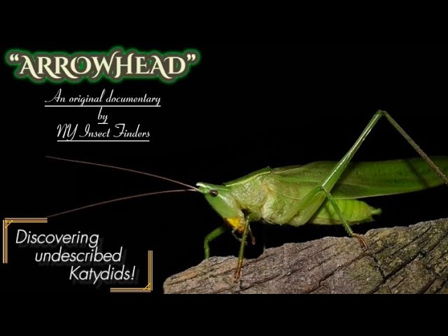 The Quest For New Species Of Katydids | Arrowhead - Mini Documentary
