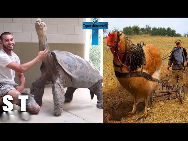 Top 10 Unbelievable Biggest Animals In The World - Giant Animals Caught on Camera