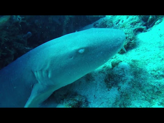 I think this nurse shark knows me now.  She lets me come right up next to her and gives me a sniff.