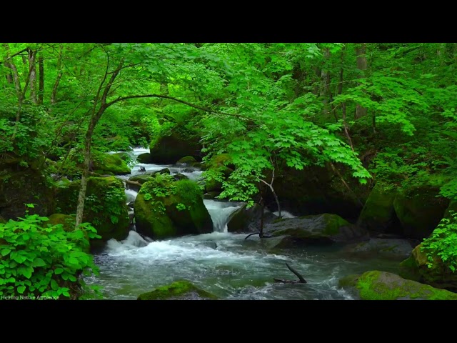 "Make a Deep Connection with Melodic River Songs and the Peaceful Sound of Nature"