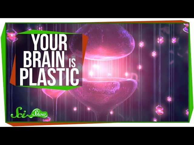 Your Brain is Plastic