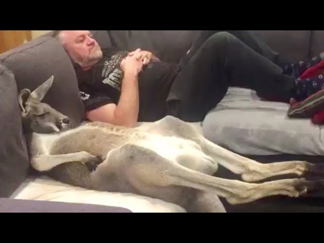 Rescue kanga-dog insists on daily couch cuddles with dad