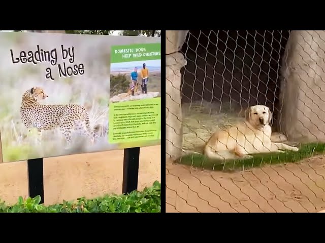 Cheetah's Emotional Support Dog