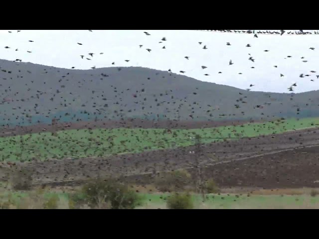 100's of Starlings take to the skies of Bulgaria!