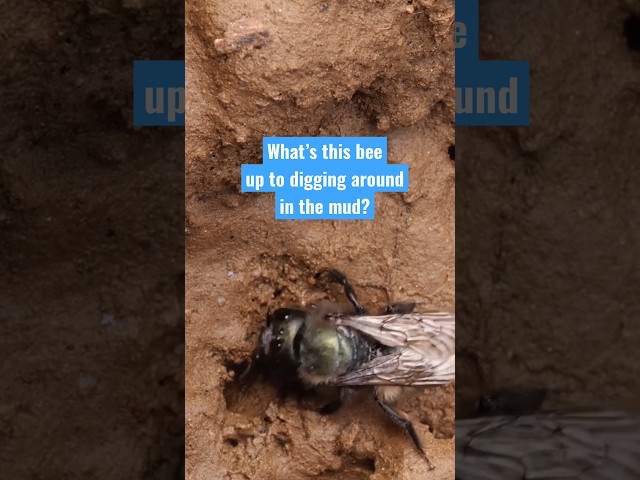 Blue Orchard Bees are Busy Little Builders | #DeepLook #Shorts