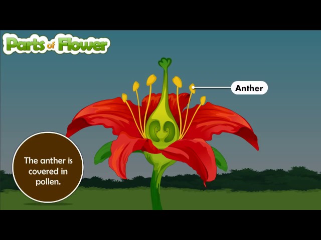 Parts of flower and their functions | Parts of flower and their functions | Parts of flower