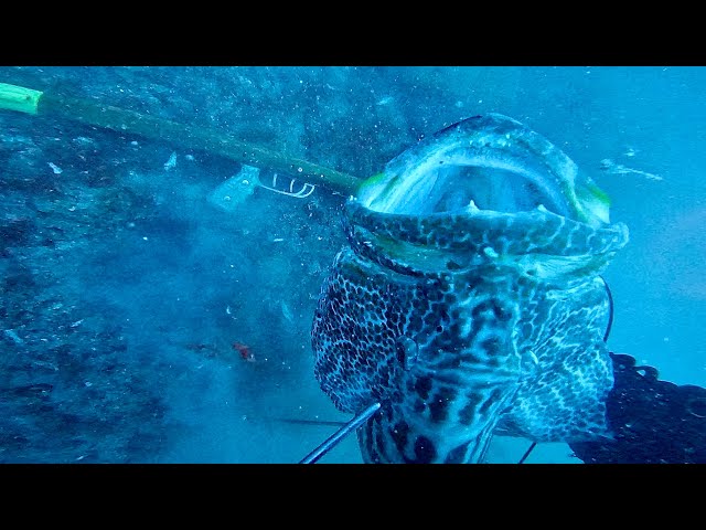 New black grouper spot Sarasota