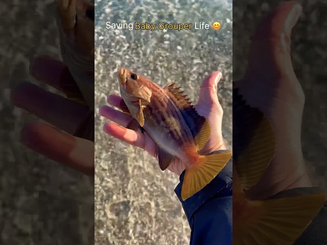 Baby grouper stuck in the shore! Let’s save it quickly 🥹 #shorts
