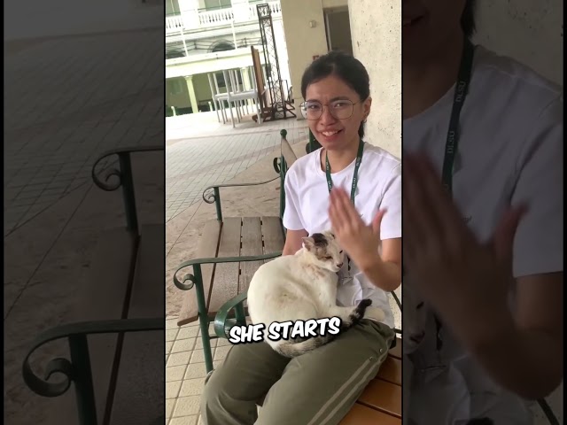 Woman Protects A Cat Asking For Help ❤️